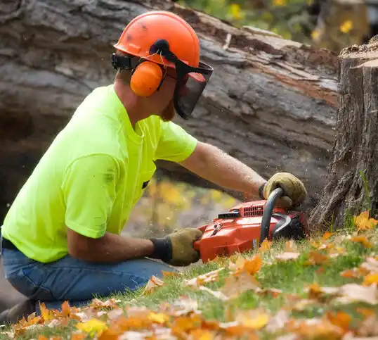 tree services Miami Heights